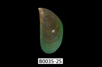 藏品(綠殼菜蛤)的圖片